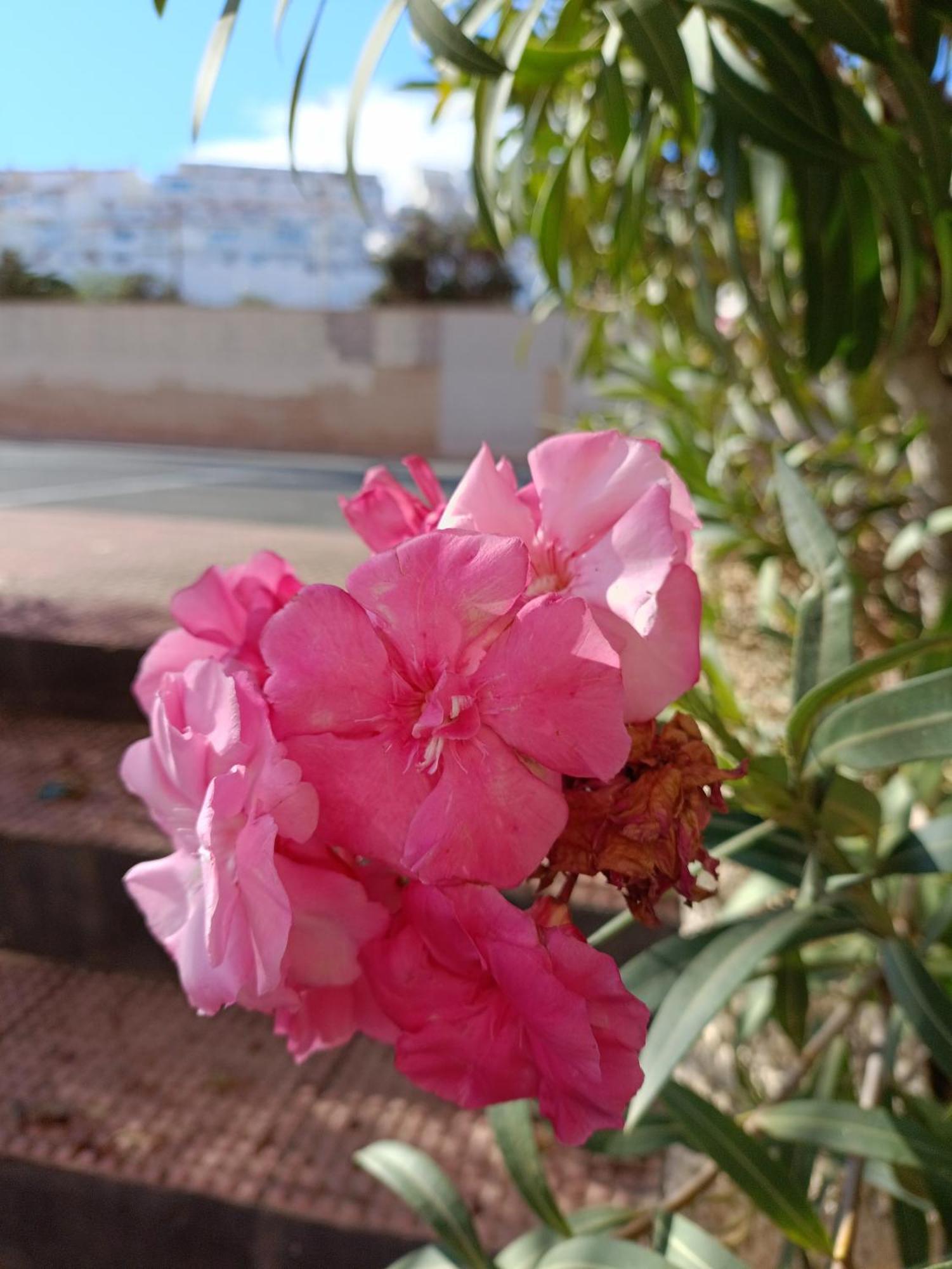Miramar * Torrevieja