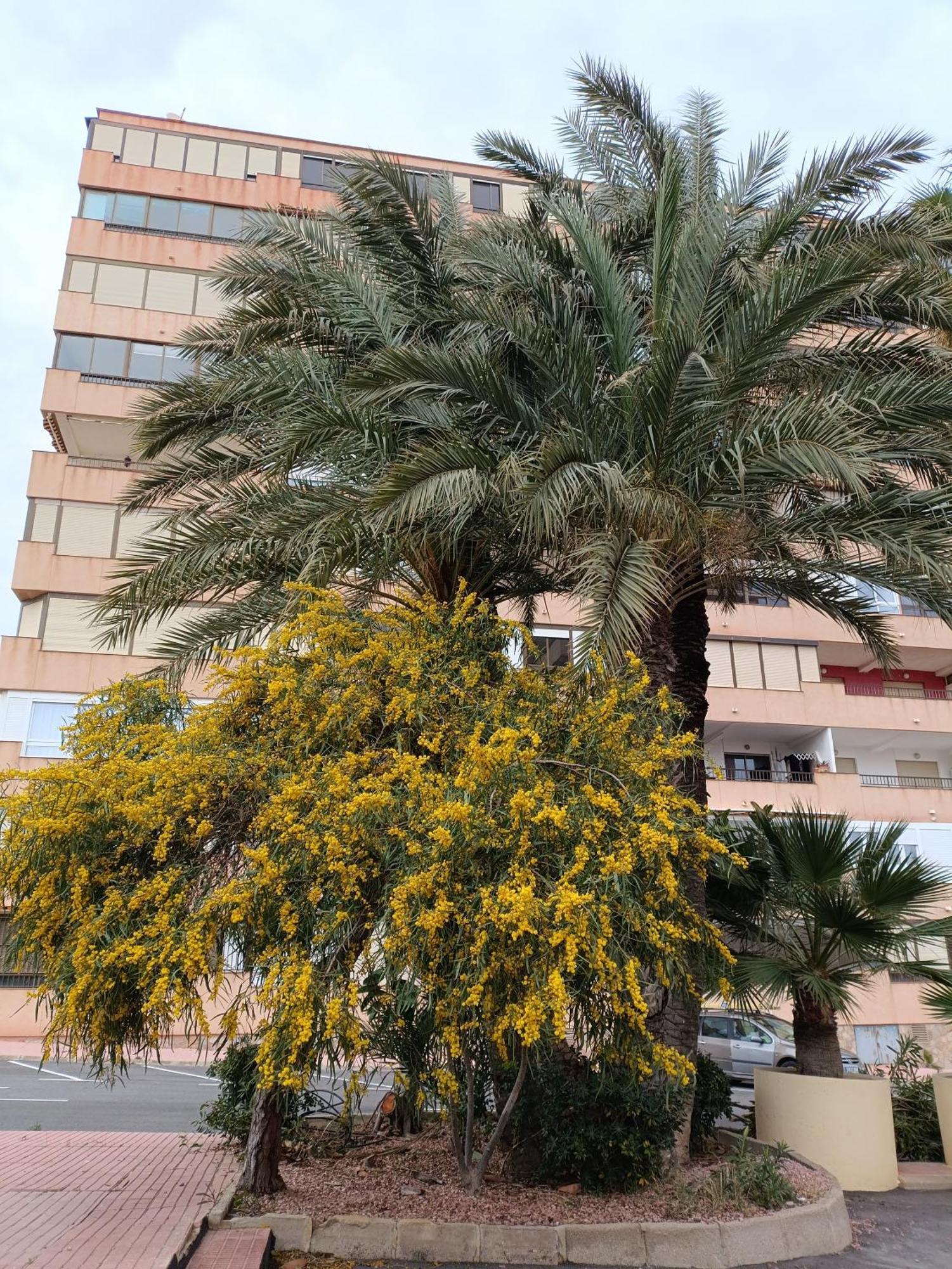 Miramar Apartment Torrevieja